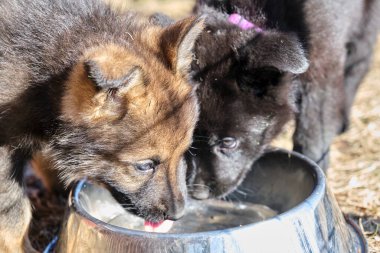 Güzel gri ve siyah Alman çoban köpekleri Skaraborg İsveç 'te güneşli bir bahar gününde evlerinde oynuyorlar.