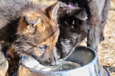Güzel gri ve siyah Alman çoban köpekleri Skaraborg İsveç 'te güneşli bir bahar gününde evlerinde oynuyorlar.