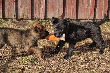 Güzel gri ve siyah Alman çoban köpekleri Skaraborg İsveç 'te güneşli bir bahar gününde evlerinde oynuyorlar.