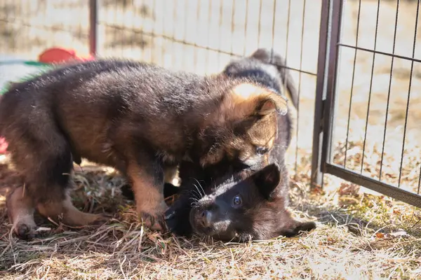 Güzel gri ve siyah Alman çoban köpekleri Skaraborg İsveç 'te güneşli bir bahar gününde evlerinde oynuyorlar.