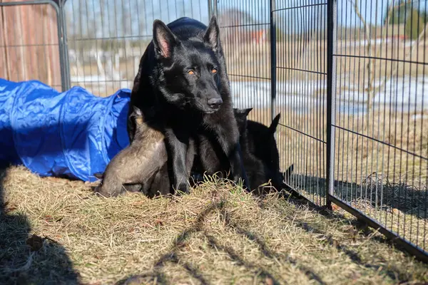 Beautiful gray and black German Shepherd puppies playing in their compound on a sunny spring day in Skaraborg Sweden