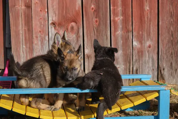 Beautiful gray and black German Shepherd puppies playing in their compound on a sunny spring day in Skaraborg Sweden