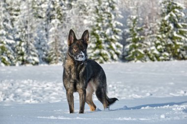 Skaraborg İsveç 'te güneşli bir kış gününde karlı bir çayırda oynayan güzel gri Alman çoban köpeği.