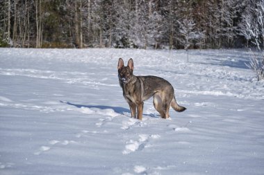 Skaraborg İsveç 'te güneşli bir kış gününde karlı bir çayırda oynayan güzel gri Alman çoban köpeği.