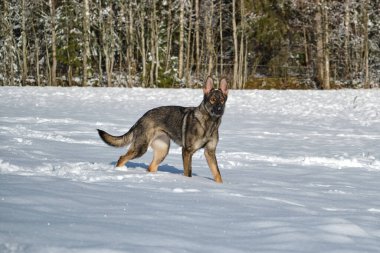 Skaraborg İsveç 'te güneşli bir kış gününde karlı bir çayırda oynayan güzel gri Alman çoban köpeği.