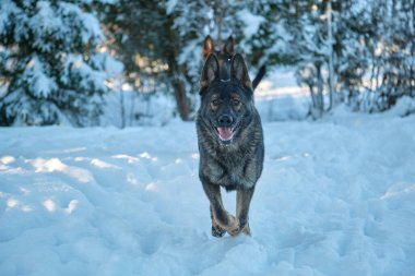 Skaraborg İsveç 'te güneşli bir kış gününde karlı bir çayırda oynayan güzel gri Alman çoban köpeği.