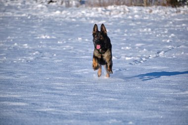 Skaraborg İsveç 'te güneşli bir kış gününde karlı bir çayırda oynayan güzel gri Alman çoban köpeği.