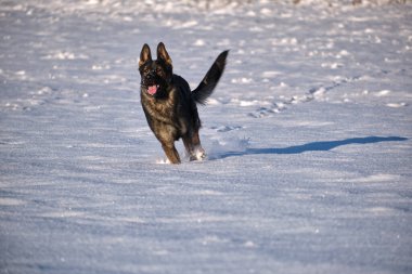 Skaraborg İsveç 'te güneşli bir kış gününde karlı bir çayırda oynayan güzel gri Alman çoban köpeği.