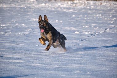 Skaraborg İsveç 'te güneşli bir kış gününde karlı bir çayırda oynayan güzel gri Alman çoban köpeği.