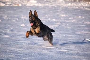 Skaraborg İsveç 'te güneşli bir kış gününde karlı bir çayırda oynayan güzel gri Alman çoban köpeği.