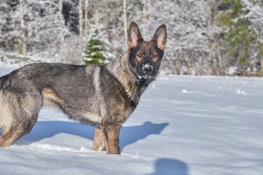 Skaraborg İsveç 'te güneşli bir kış gününde karlı bir çayırda oynayan güzel gri Alman çoban köpeği.