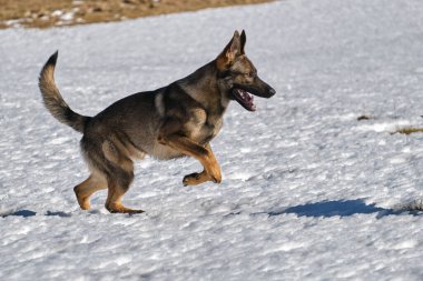 Skaraborg İsveç 'te güneşli bir kış gününde karlı bir çayırda oynayan güzel gri Alman çoban köpeği.