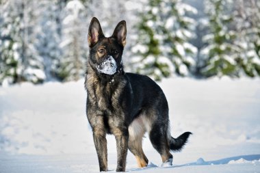 Skaraborg İsveç 'te güneşli bir kış gününde karlı bir çayırda oynayan güzel gri Alman çoban köpeği.