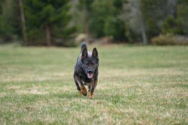 Skaraborg İsveç 'te güneşli bir bahar gününde çayırda oynayan güzel Alman çoban köpeği.
