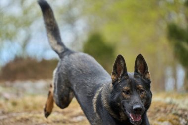 Skaraborg İsveç 'te güneşli bir bahar gününde çayırda oynayan güzel Alman çoban köpeği.