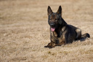 Skaraborg İsveç 'te güneşli bir bahar gününde çayırda oynayan güzel Alman çoban köpeği.