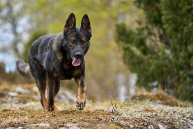 Skaraborg İsveç 'te güneşli bir bahar gününde çayırda oynayan güzel Alman çoban köpeği.