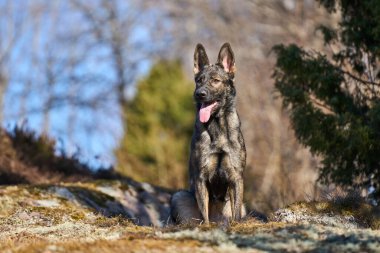 Skaraborg İsveç 'te güneşli bir bahar gününde çayırda oynayan güzel Alman çoban köpeği.