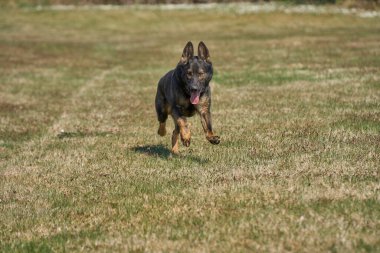 Skaraborg İsveç 'te güneşli bir bahar gününde çayırda oynayan güzel Alman çoban köpeği.