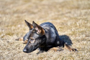 Skaraborg İsveç 'te güneşli bir bahar gününde çayırda oynayan güzel Alman çoban köpeği.
