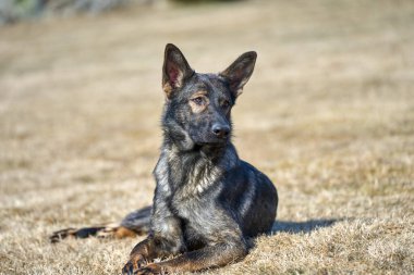 Skaraborg İsveç 'te güneşli bir bahar gününde çayırda oynayan güzel Alman çoban köpeği.