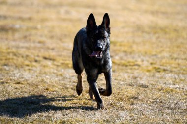 Skaraborg İsveç 'te güneşli bir bahar gününde çayırda oynayan güzel Alman çoban köpeği.
