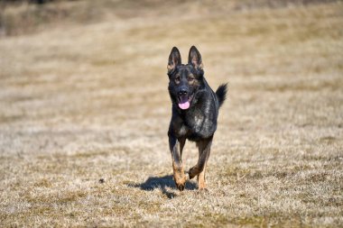 Skaraborg İsveç 'te güneşli bir bahar gününde çayırda oynayan güzel Alman çoban köpeği.