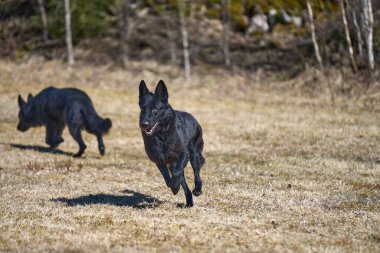 Skaraborg İsveç 'te güneşli bir bahar gününde çayırda oynayan güzel Alman çoban köpeği.