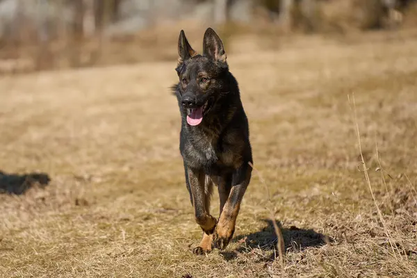 Skaraborg İsveç 'te güneşli bir bahar gününde çayırda oynayan güzel Alman çoban köpeği.