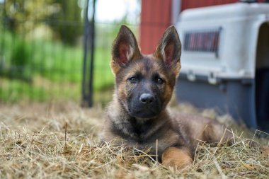 Skaraborg İsveç 'te bir yaz günü bahçedeki güzel gri Alman çoban köpeği yavrusu.
