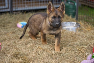Skaraborg İsveç 'te bir yaz günü bahçedeki güzel gri Alman çoban köpeği yavrusu.