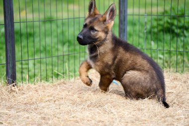 Skaraborg İsveç 'te bir yaz günü bahçedeki güzel gri Alman çoban köpeği yavrusu.