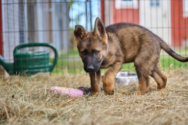 Skaraborg İsveç 'te bir yaz günü bahçedeki güzel gri Alman çoban köpeği yavrusu.