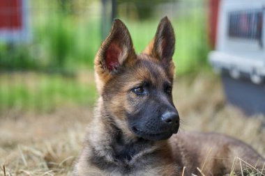 Skaraborg İsveç 'te bir yaz günü bahçedeki güzel gri Alman çoban köpeği yavrusu.