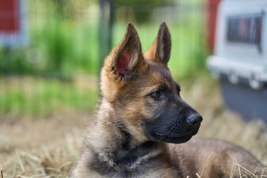 Skaraborg İsveç 'te bir yaz günü bahçedeki güzel gri Alman çoban köpeği yavrusu.