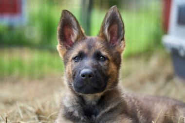 Skaraborg İsveç 'te bir yaz günü bahçedeki güzel gri Alman çoban köpeği yavrusu.