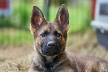 Skaraborg İsveç 'te bir yaz günü bahçedeki güzel gri Alman çoban köpeği yavrusu.