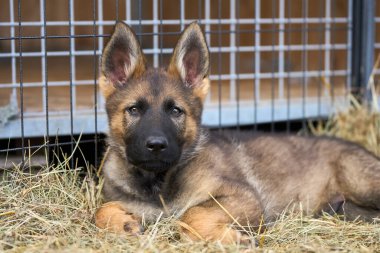 Skaraborg İsveç 'te bir yaz günü bahçedeki güzel gri Alman çoban köpeği yavrusu.