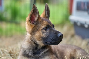 Skaraborg İsveç 'te bir yaz günü bahçedeki güzel gri Alman çoban köpeği yavrusu.