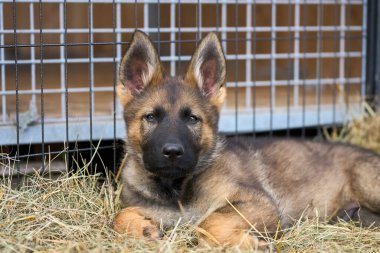 Skaraborg İsveç 'te bir yaz günü bahçedeki güzel gri Alman çoban köpeği yavrusu.