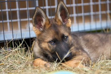Skaraborg İsveç 'te bir yaz günü bahçedeki güzel gri Alman çoban köpeği yavrusu.