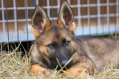 Skaraborg İsveç 'te bir yaz günü bahçedeki güzel gri Alman çoban köpeği yavrusu.