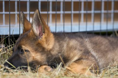 Skaraborg İsveç 'te bir yaz günü bahçedeki güzel gri Alman çoban köpeği yavrusu.