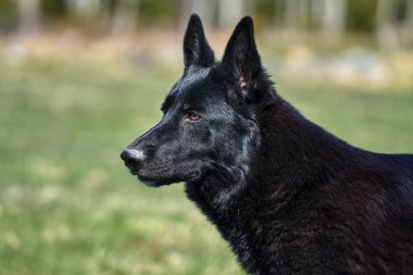 Skaraborg İsveç 'te güneşli bir bahar günü çayırda çekilmiş güzel bir Alman çoban köpeğinin portresi.