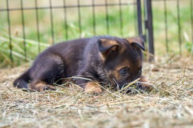 Skaraborg İsveç 'te bir bahar günü bahçede oynarken yakalanan güzel Alman çoban köpekleri.