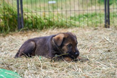 Skaraborg İsveç 'te bir bahar günü bahçede oynarken yakalanan güzel Alman çoban köpekleri.