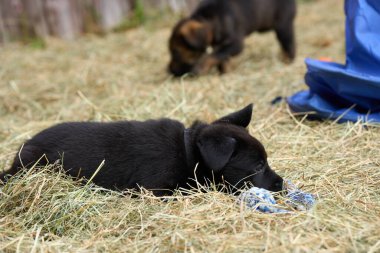 Skaraborg İsveç 'te bir bahar günü bahçede oynarken yakalanan güzel Alman çoban köpekleri.