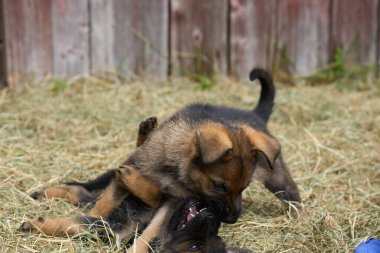 Skaraborg İsveç 'te bir bahar günü bahçede oynarken yakalanan güzel Alman çoban köpekleri.