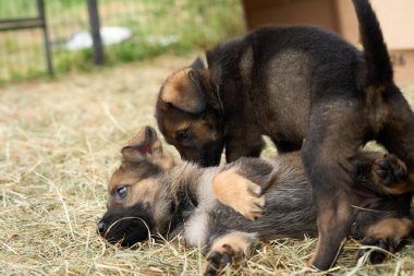 Skaraborg İsveç 'te bir bahar günü bahçede oynarken yakalanan güzel Alman çoban köpekleri.