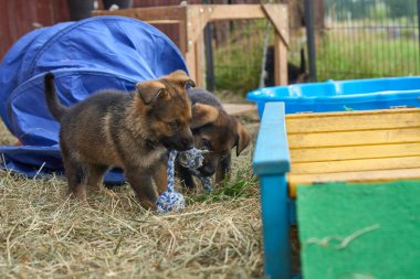 Skaraborg İsveç 'te bir bahar günü bahçede oynarken yakalanan güzel Alman çoban köpekleri.